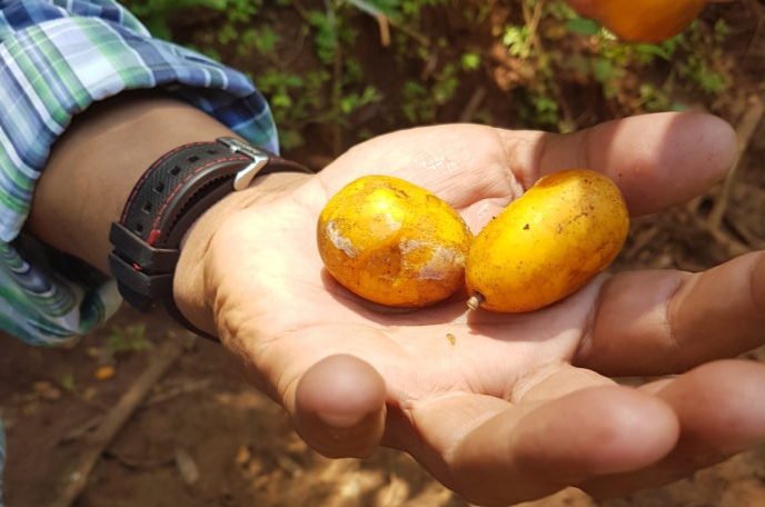 Akaiá - fruta tradicional de Nobres