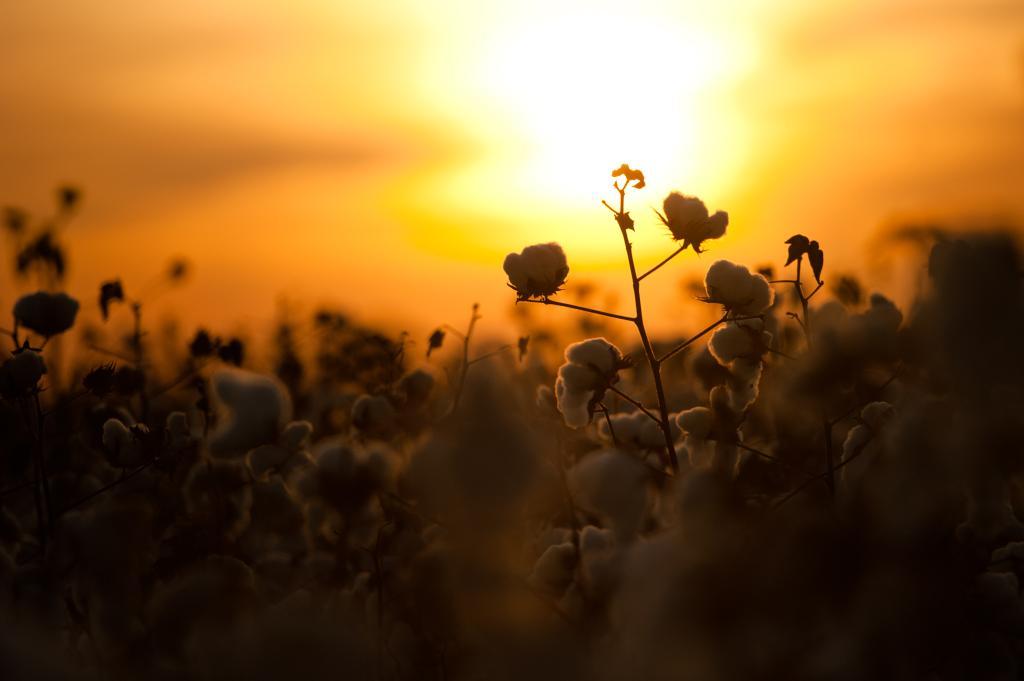 ondas de calor - agronegócio