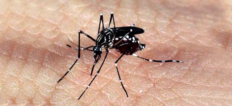 Mosquito Aedes aegypti, transmissor da dengue