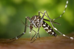 Mosquito Aedes aegypti, transmissor da dengue