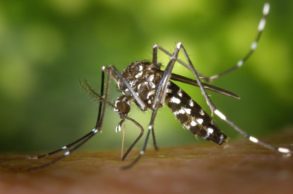 Mosquito Aedes aegypti, transmissor da dengue