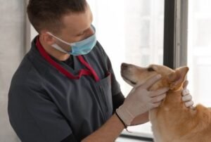 pet