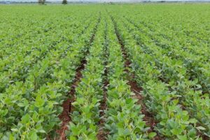 plantio de soja