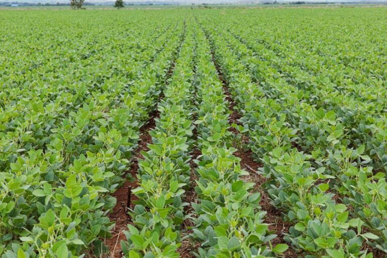 plantio de soja