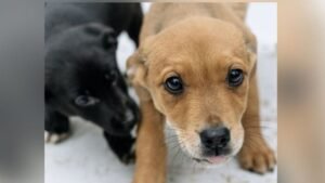 Animais estarão disponíveis na feira de adoção de pets