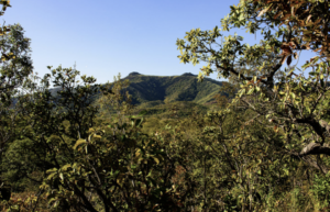 Paisagem do Cerrado em Mato Grosso