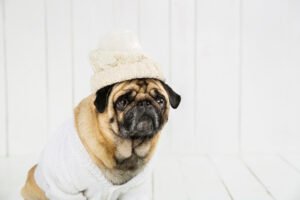 pet - cachorro no inverno