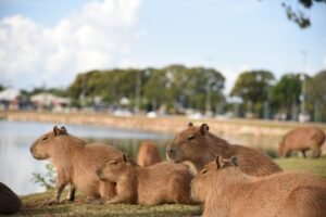 capivaras - febre maculosa
