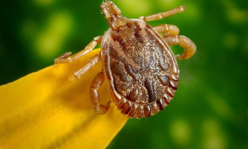 https://www.gov.br/saude/pt-br/assuntos/saude-de-a-a-z/f/febre-maculosa/situacao-epidemiologica/obitos-por-febre-maculosa-brasil-regioes-e-unidades-federadas-infeccao-2007-2023/view