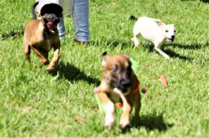 Adoção - cães - cachorro