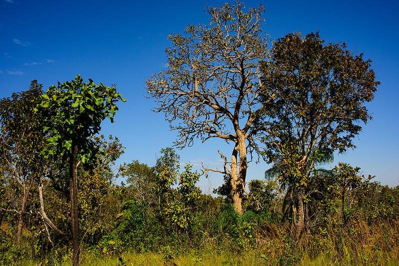 Cerrado