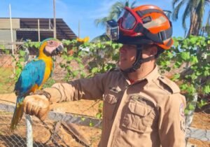 arara - animais silvestres ameaçados de extinção