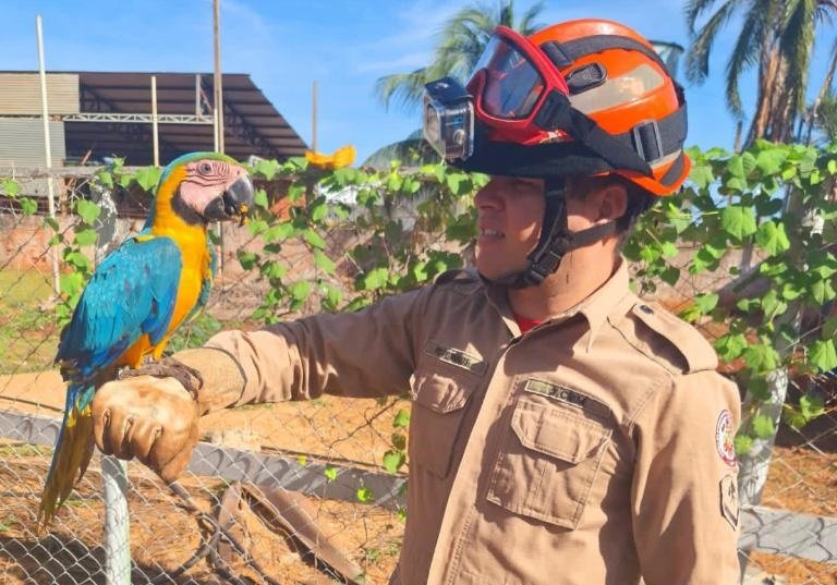 arara - animais silvestres ameaçados de extinção