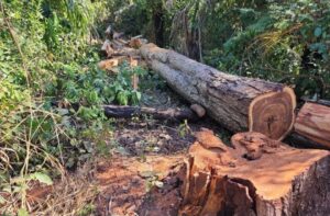 Desmatamento terras do Incra (3)