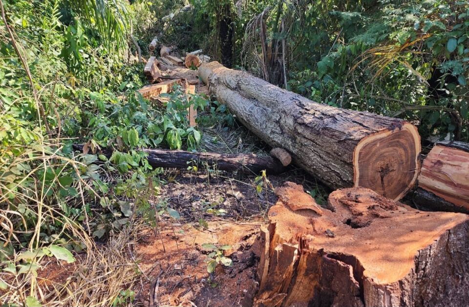 Desmatamento terras do Incra (3)