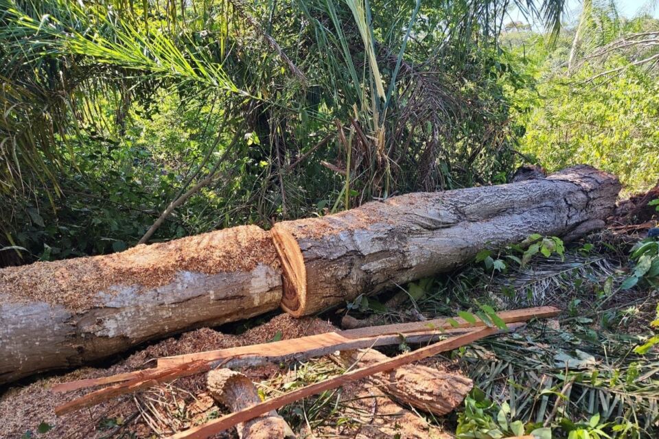Desmatamento terras do Incra (3)