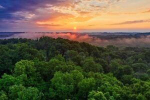 Fotografia aerea de floresta com árvores de folhas verdes sob um por do sol