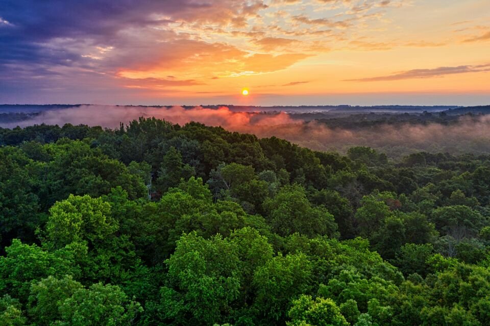 Fotografia aerea de floresta com árvores de folhas verdes sob um por do sol