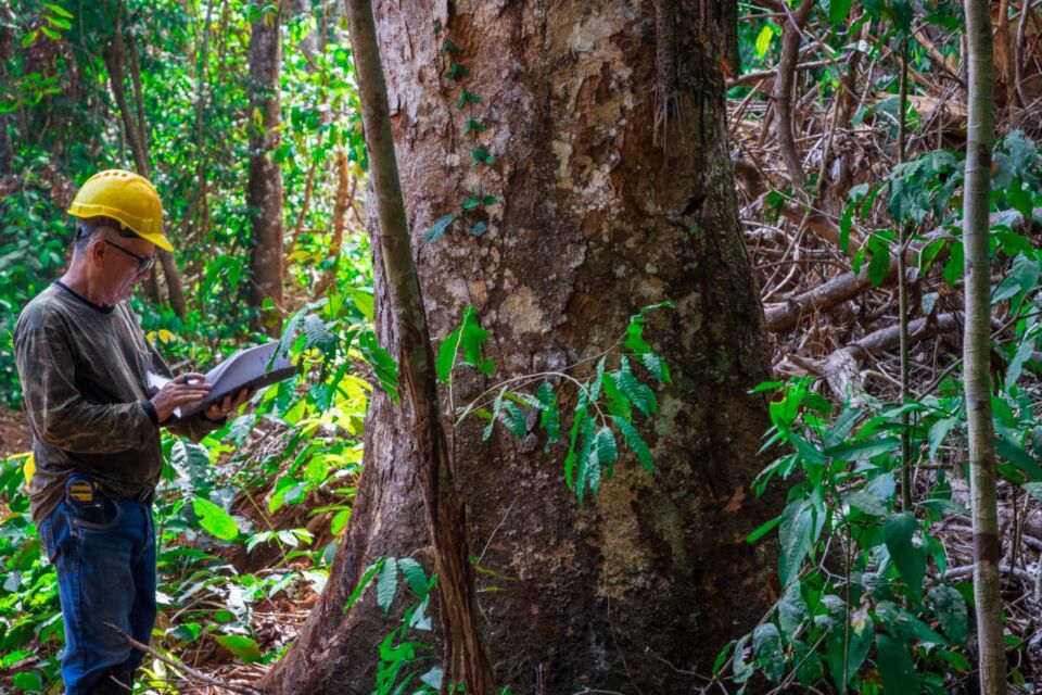 Árvores da Amazônia