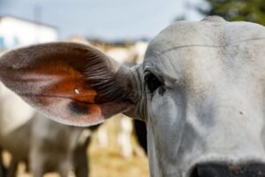 Mato Grosso segue líder no ranking de Estados com maior número de cabeças de gado