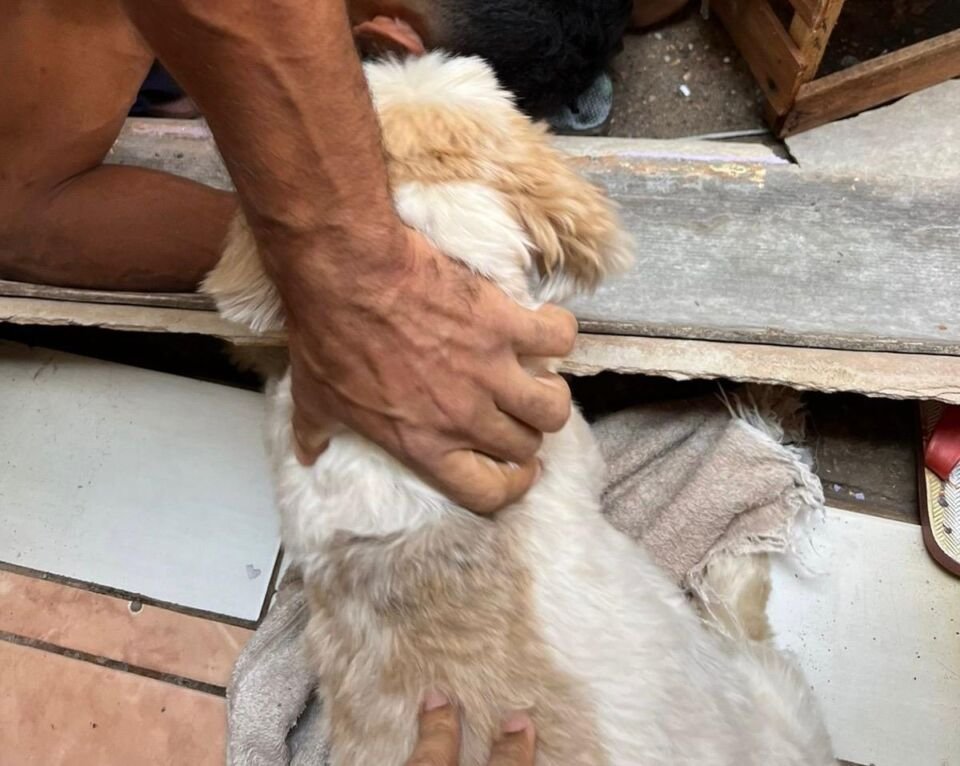 cachorros furtados