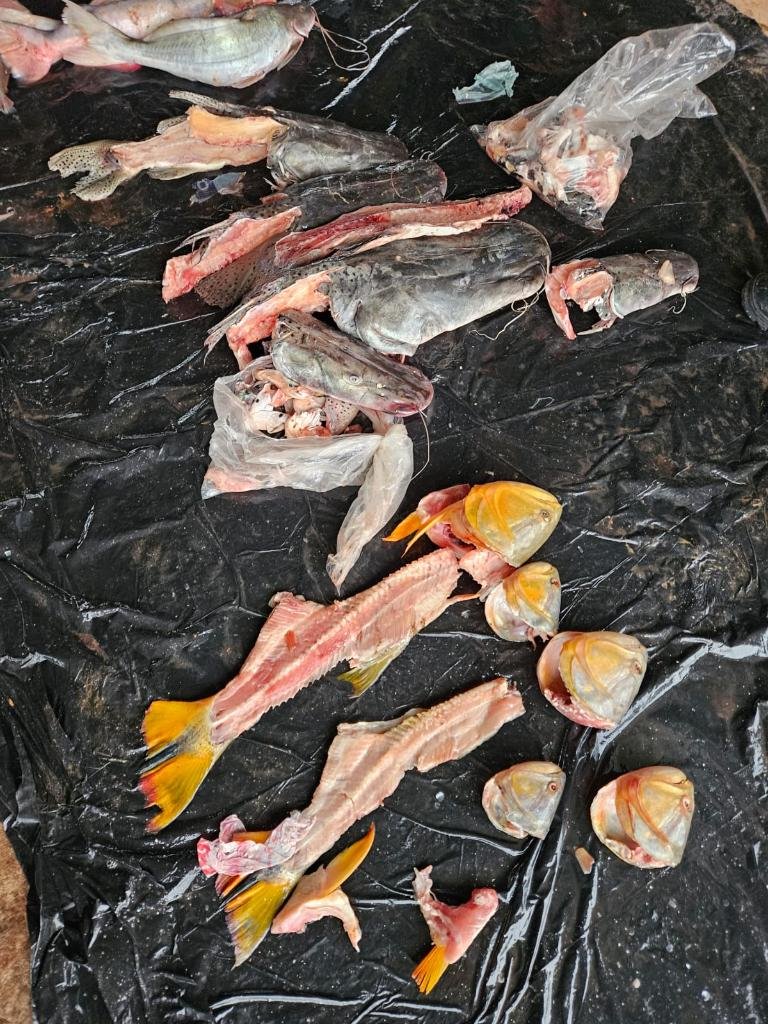 pesca ilegal