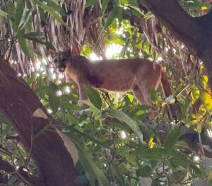 Foto de onça-parda em cima de uma árvore antes de ser resgata pelos bombeiros
