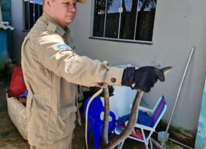 animais peçonhentos