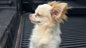 Cachorro furtado 1