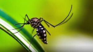 Aedes aegypti, dengue, zika, chikungunya