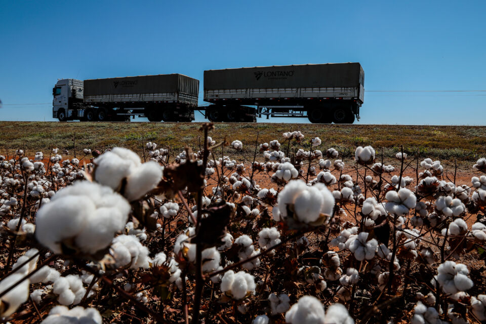 Exportações algodão