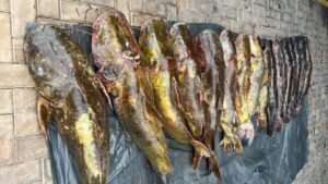 pescado irregular